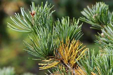 green pine needles