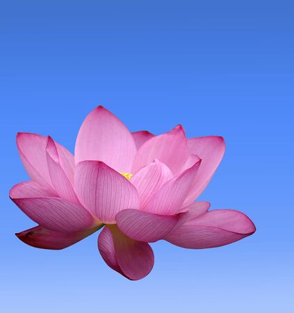 beautiful lotus with isolated background.の写真素材