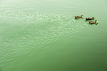 two ducks on the tranquil lake surfaceの写真素材