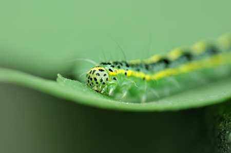 cute caterpillar on leafの写真素材
