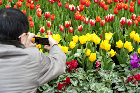 CHENGDU - FEB 7: A man is shooting photos of tulips on a busy pedestrian shopping street in downtown during chinese new year on Feb 7, 2011 in Chengdu, China.のeditorial素材