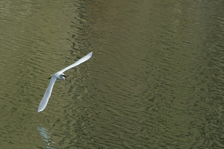 white egret extended its wings in flightの写真素材