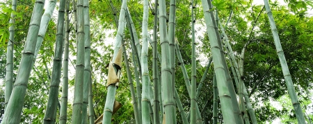 the bamboo grovesの写真素材