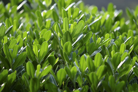 fresh leaves