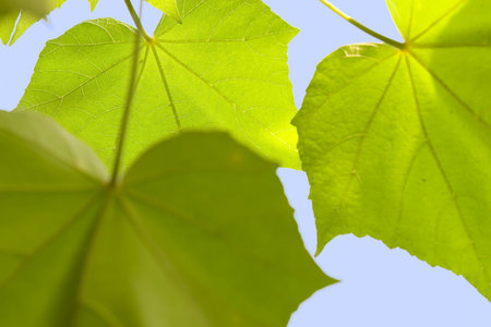 detail of backlighting leaves