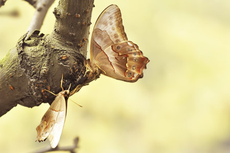 beautiful butterfly on trunk.の写真素材