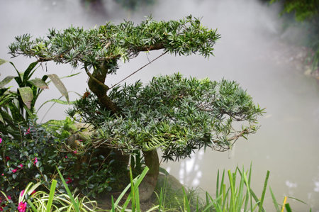 pine in the mist