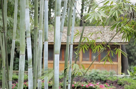 bamboo groves and hutのeditorial素材