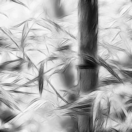 bamboo grovesの写真素材