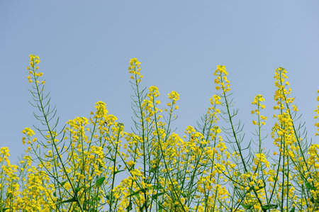Yellow flower of rape