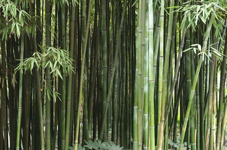bamboo groveの写真素材