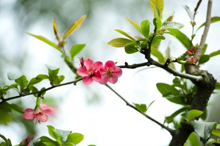 scarlet Malus spectabilis flower in a garden at springの写真素材
