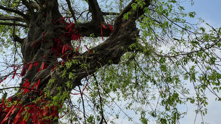 aged treeの写真素材