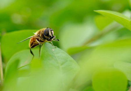 bee and leafの写真素材