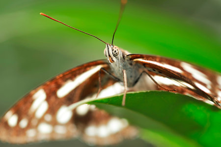beautiful butterfly on leafの写真素材