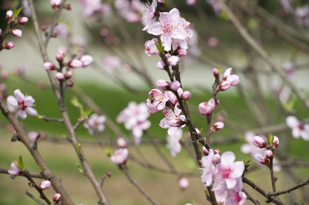 pink Peach blossom in a garden at springの写真素材