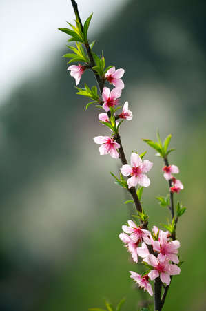 pink Peach blossom in a garden at springの写真素材