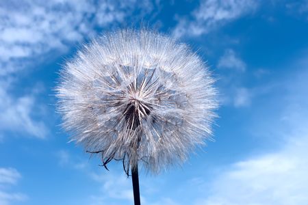 Dandelion on blue sky background with cloudsの写真素材