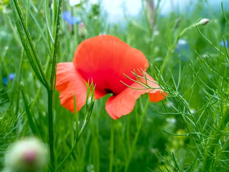 Red poppy blooming among the motley grass      の写真素材