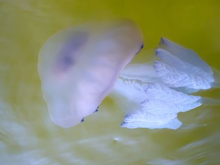 Large jellyfish floating near the surface of the seaの写真素材