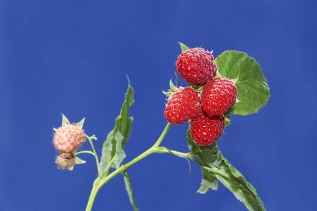 Branch with ripe raspberry berries against a background of blue skyの写真素材