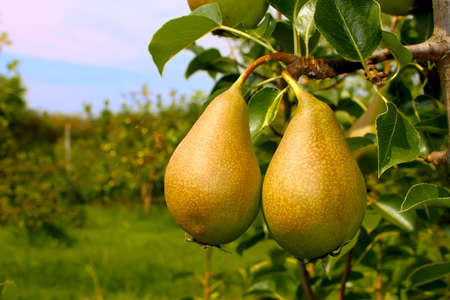 Two ripe pears hanging on a branchの写真素材