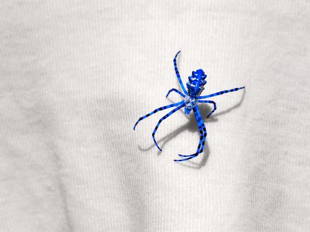 Blue Spider sits on the fabric in sunlight. Processed in editorの写真素材