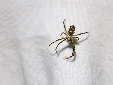 Spider sits on the fabric in sunlightの写真素材