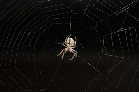 Spider hanging on a webの写真素材