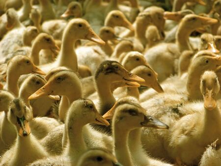 A lot of domestic ducklings on the yardの写真素材