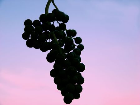 Grapes on the background of evening sky. Silhouetteの写真素材