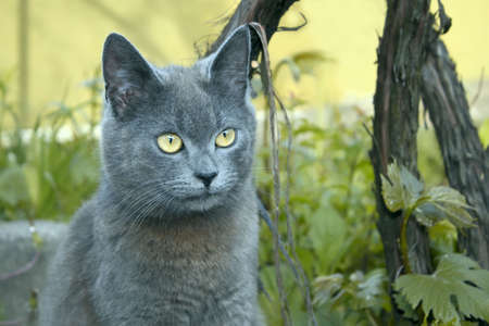 Gray cat outdoors near the bush vineの写真素材