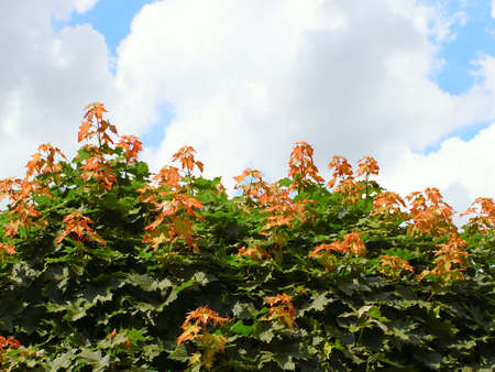 Rapid growth of new orange-yellow maple branchesの写真素材