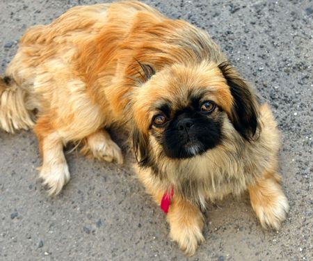 Yellow dog lying on the asphalt pavementの写真素材