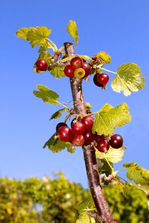 Currant branch with berries. Bush during ripeningの写真素材
