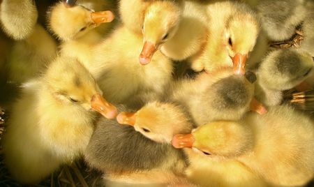 Some funny little goslings. Option home business   の写真素材