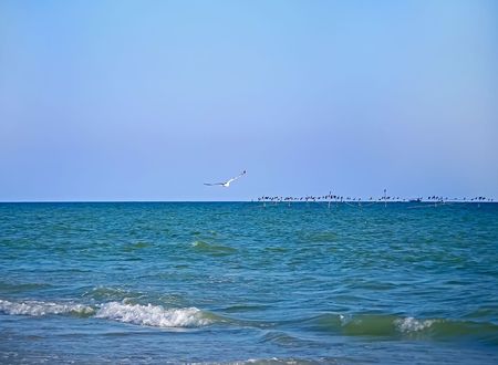 Birds over the sea horizonの写真素材