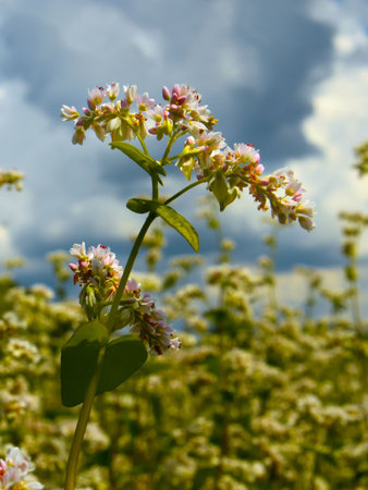 Buckwheat inflorescence on the background of buckwheat fields. Verticalの写真素材