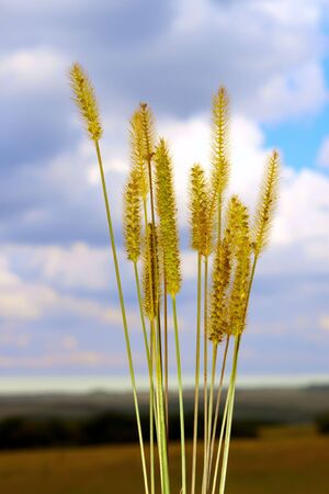 Inflorescence cereal weeds with seeds on the field backgroundの写真素材