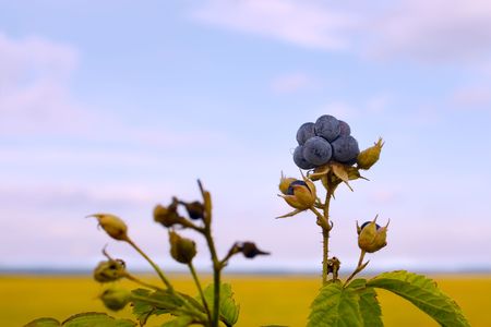 Bluish blackberries berries on the background field and skyの写真素材