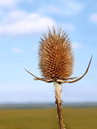 Inflorescence dry teasel on the background field and skyの写真素材
