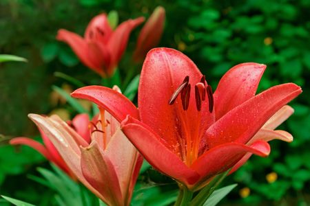 Pink lily in flowerbed. During midsummerの写真素材