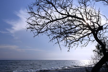 Dry tree above the sea. Kinburn Spit near Ochakiv, Ukraineの写真素材