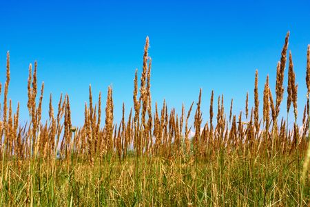 Cereals wild plants. Kinburn Spit near Ochakiv, Ukraineの写真素材