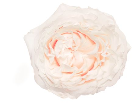 Cream-colored rose isolated on white backgroundの写真素材