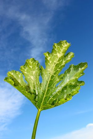Leaf pumpkin on the background of blue sky with cloudsの写真素材