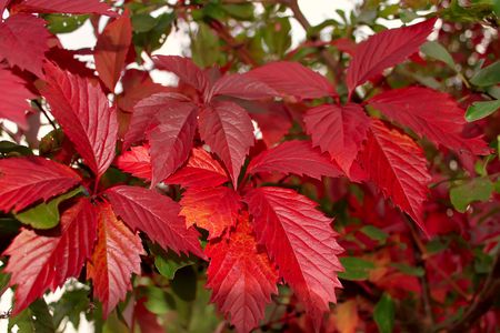 Red leaves of wild grapes in autumn seasonの写真素材