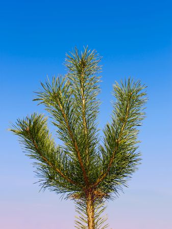Young pine. Green softwood tree against blue skyの写真素材