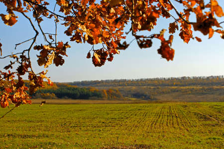 Sown with winter wheat field. In the foreground oak branches with autumn foliage yellowedの写真素材