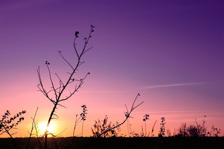 Sunset in the fall (II). Silhouettes of tree and weeds in the foreground. The multicolor glowの写真素材
